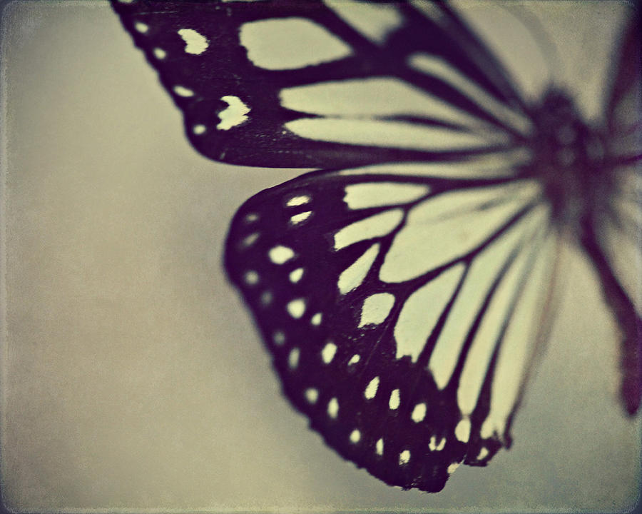 Butterfly Photograph - Black and White Wing by Amelia Matarazzo