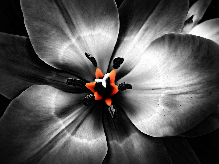 Black and White with a glow of color Photograph by Nick Kloepping