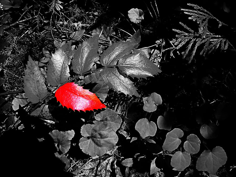 Black and White with touch of Red Photograph by Nick Kloepping