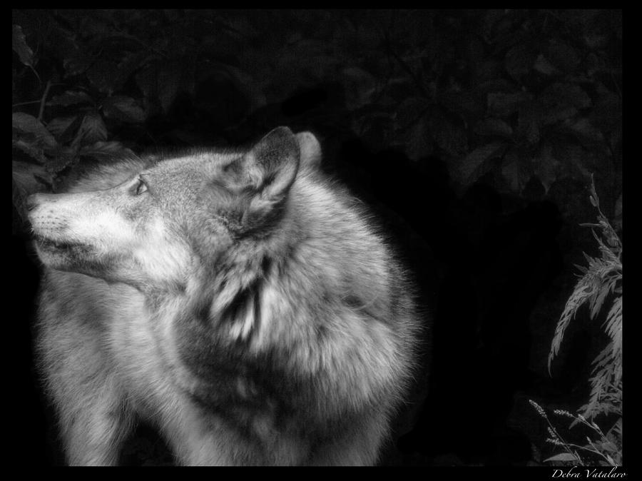 Nature Photograph - Black And White Wolf by Debra     Vatalaro