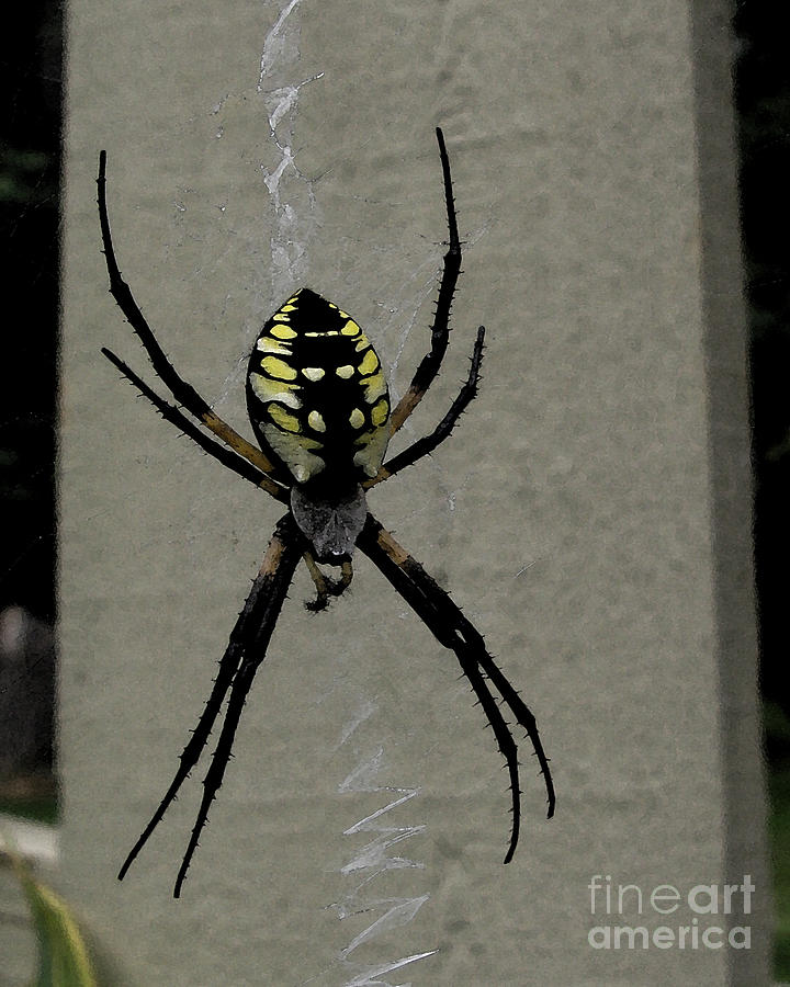 Black and Yellow Spider Photograph by Patricia Januszkiewicz