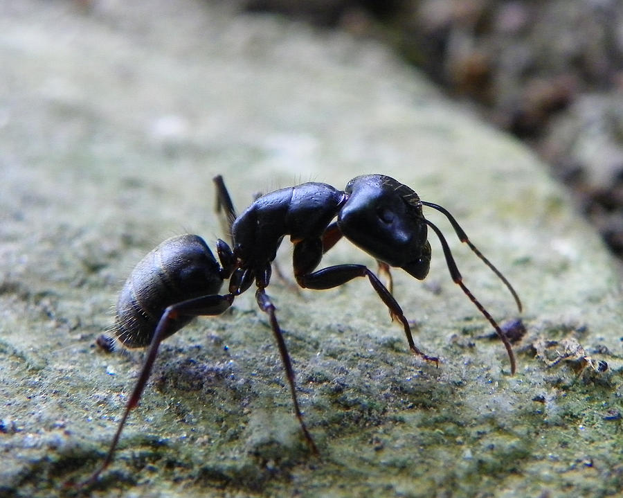 Black ant 2 Photograph by Chad and Stacey Hall
