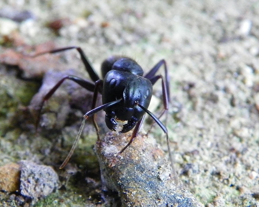 Black Ant Photograph by Chad and Stacey Hall