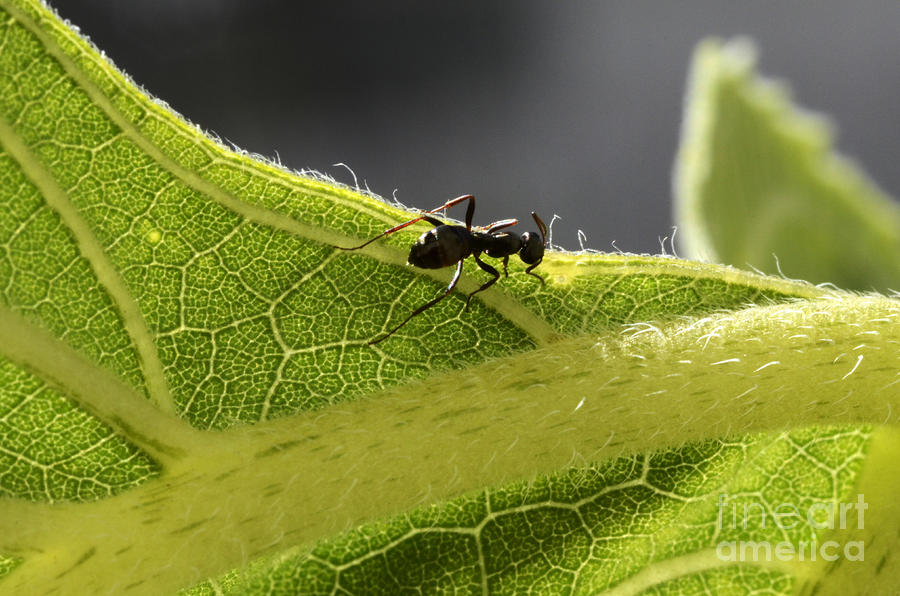 Black Ant On Sunflower Leaf Photograph by Bob Christopher