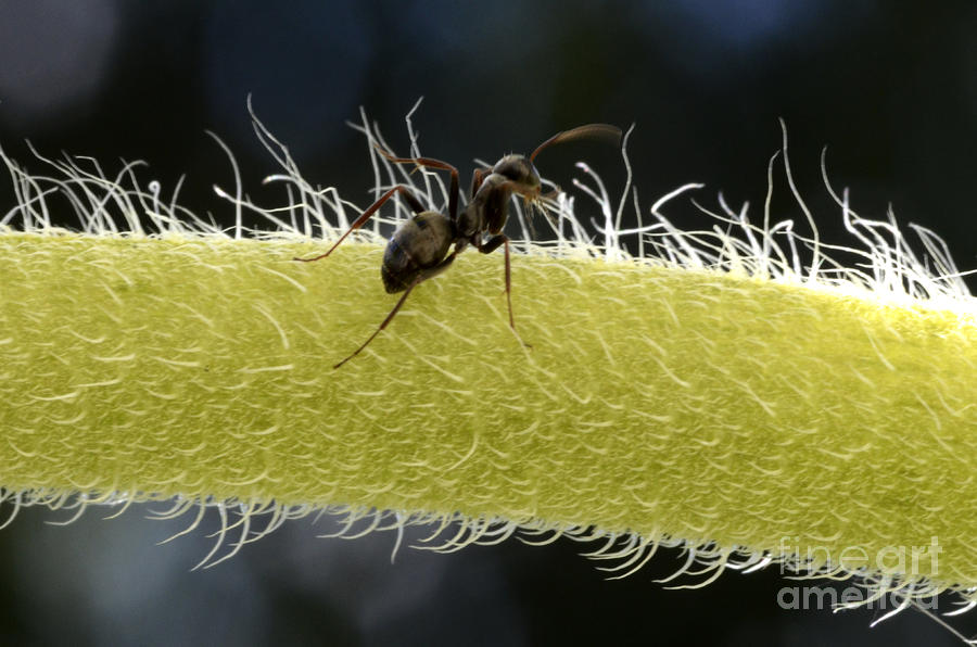Black Ant On Sunflower Stem Photograph by Bob Christopher