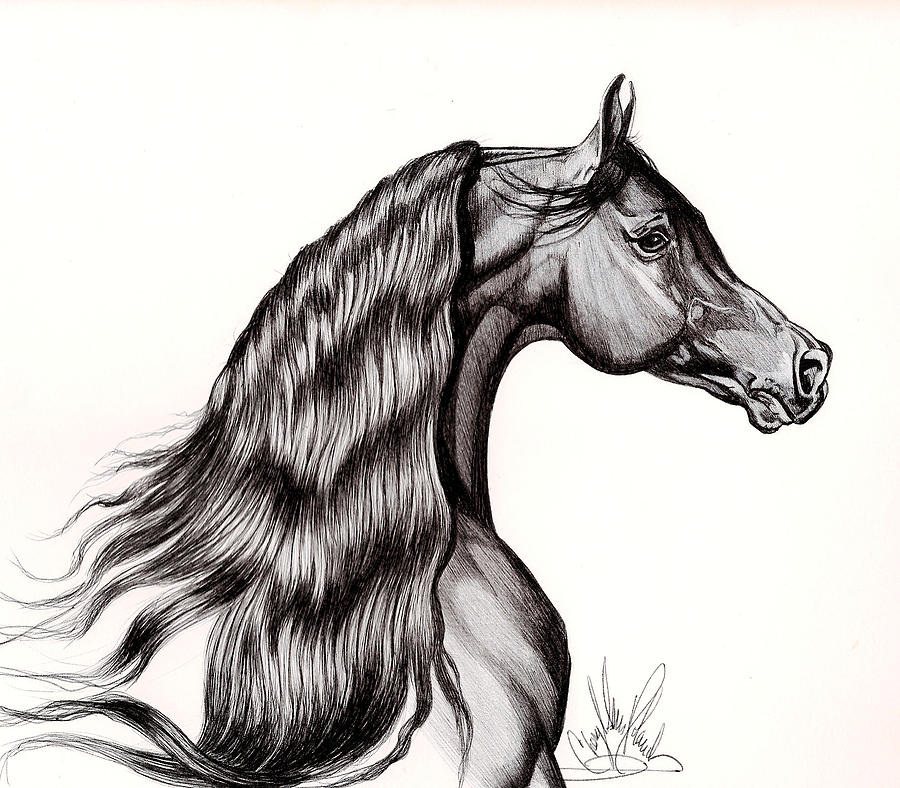 arabian horse head outline