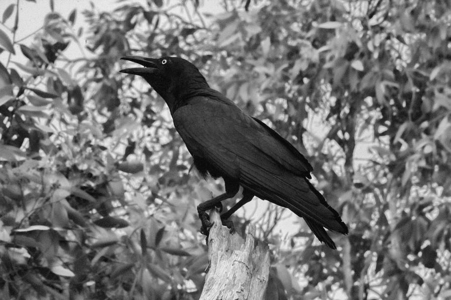 Raven Photograph - Black as the Night by Douglas Barnard