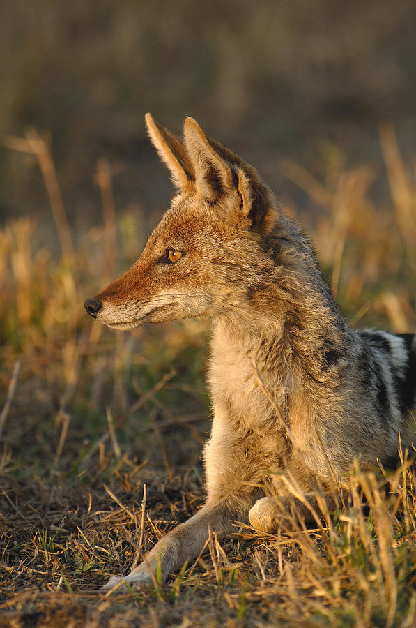 Black-backed Jackal Canis Mesomelas Photograph by Pete Oxford