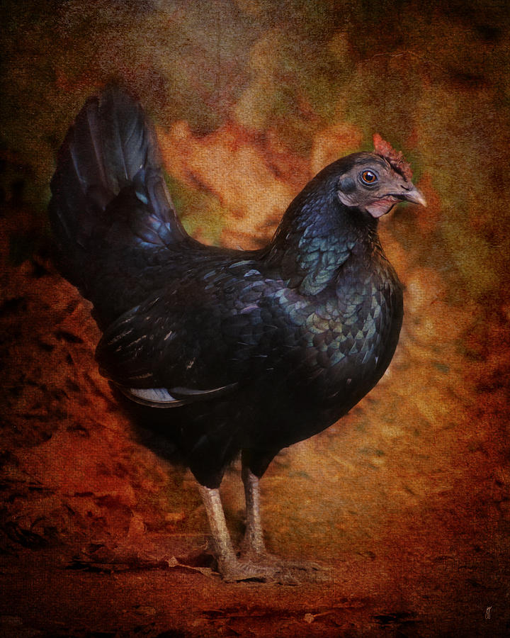Chicken Photograph - Black Bantam Chicken by Jai Johnson