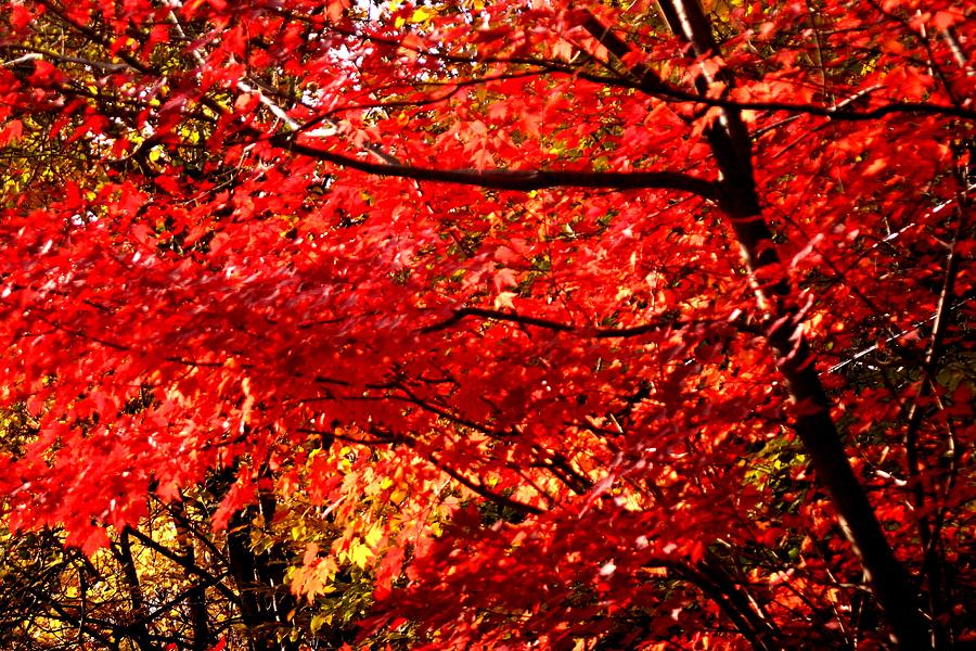 Black Bark Beauties Photograph by Virginia Pakkala - Fine Art America