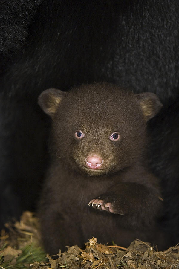 Black Bear 7 Week Old Cub In Den Photograph by Suzi Eszterhas