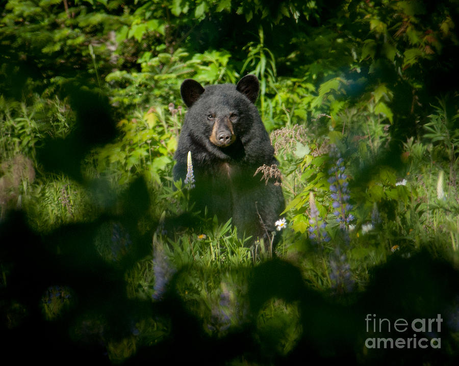 Black Bear Photograph by Alana Ranney