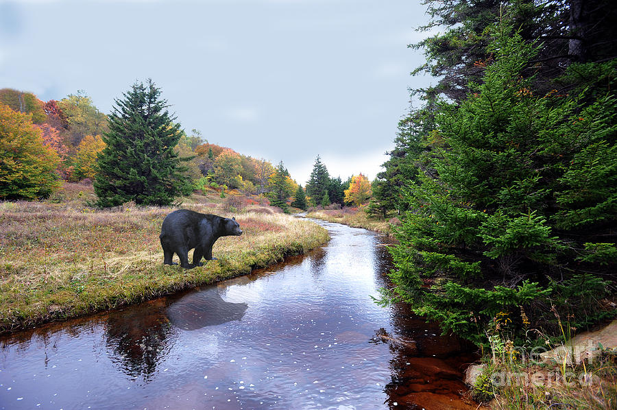 Black bear beside stream Photograph by Dan Friend