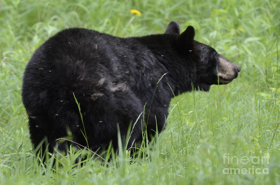 Black Bear Photograph by Bob Christopher