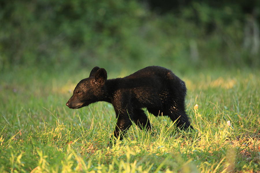 Black Bear Cub  Photograph by Doug McPherson