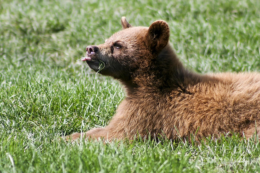 Black Bear Cub I Photograph by Teresa Zieba