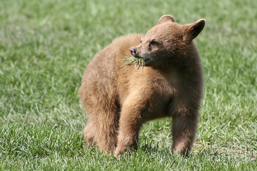 Black Bear Cub II Photograph by Teresa Zieba