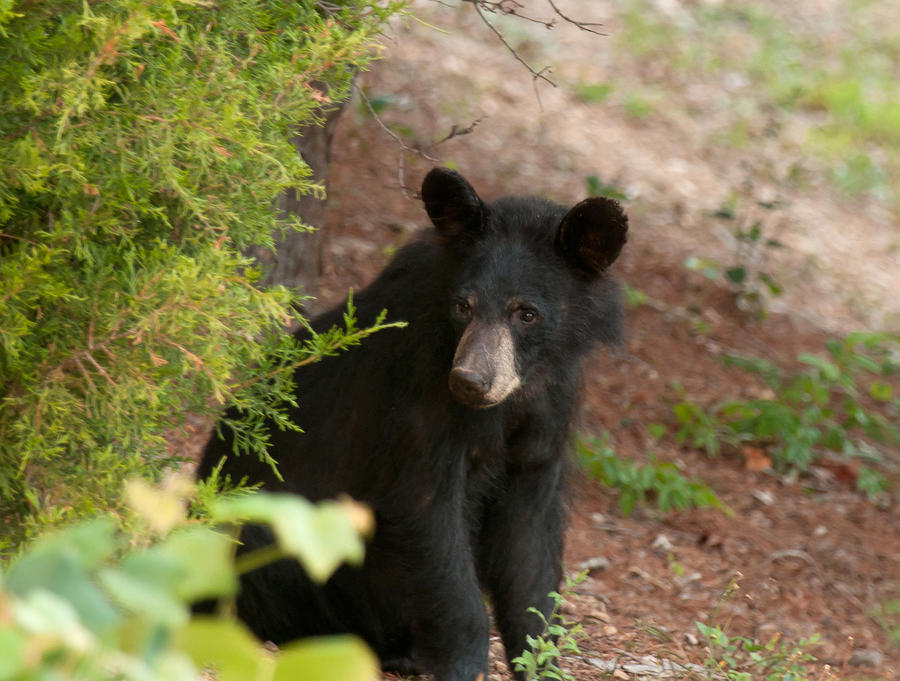 Black Bear Cub Photograph by Lara Ellis