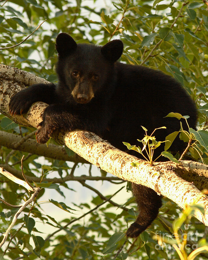 Black Bear Cub Resting On A Tree Branch by Max Allen