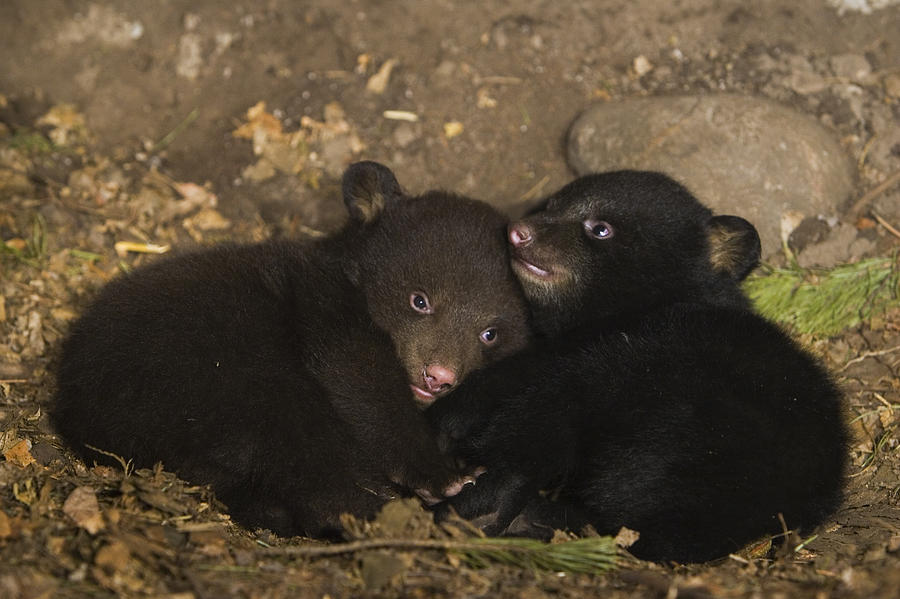 Black Bear Cubs Playing In Den Photograph by Suzi Eszterhas