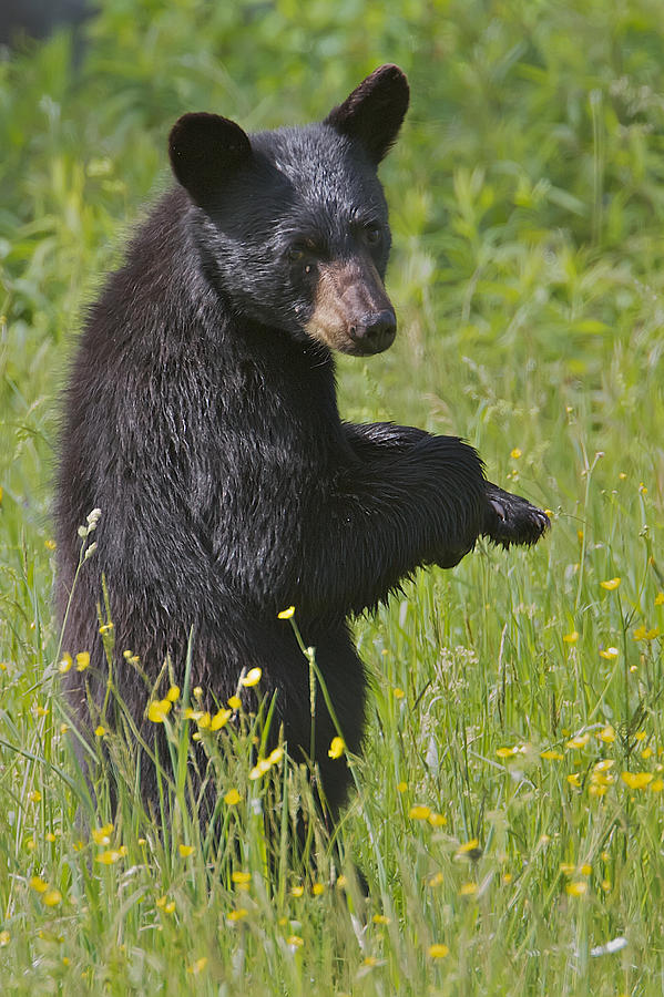 Black Bear Photograph by Dale J Martin
