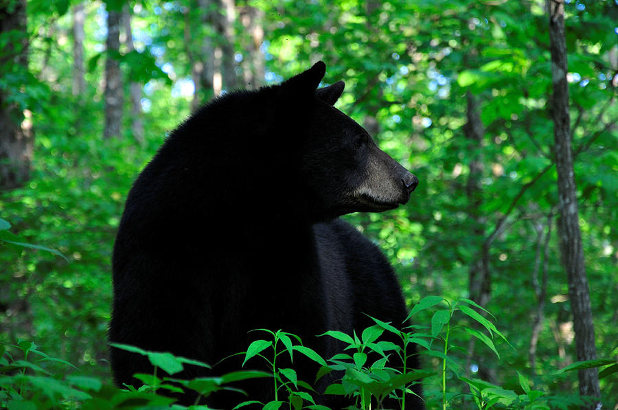 Black Bear Forest Photograph - Black Bear Forest Fine Art Print