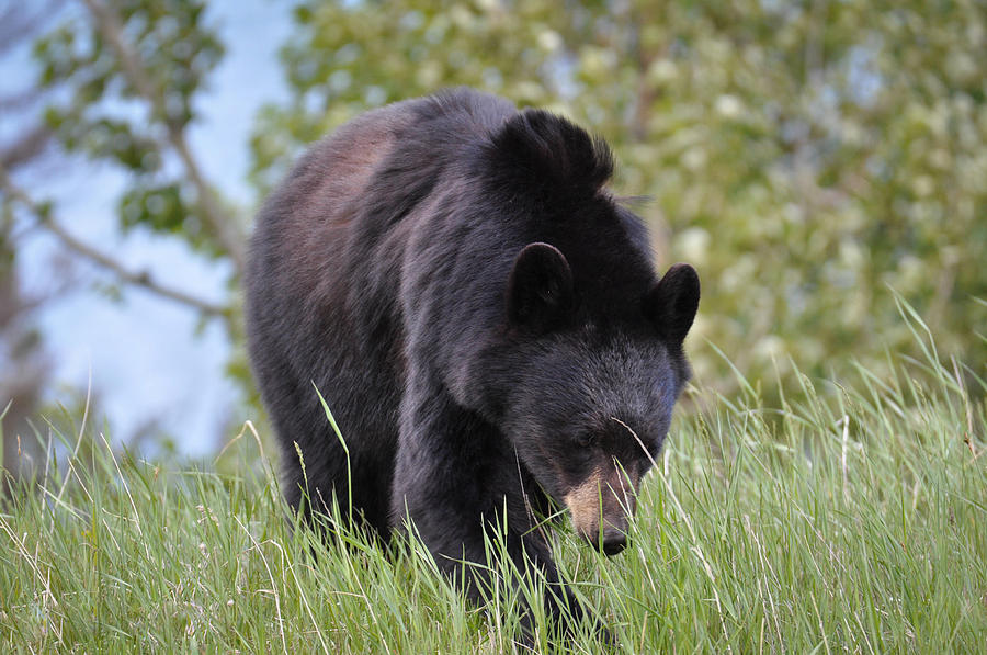 Black Bear Going to the Sun Photograph by Ronda Broatch