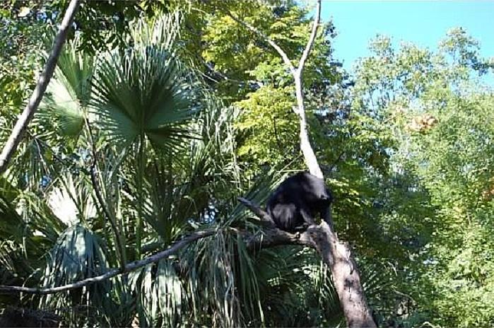 Black Bear in Tree Photograph by Fran Wild - Fine Art America