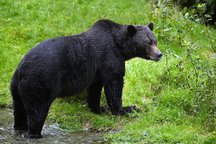 Animal Photograph - Black Bear by Richard Wear