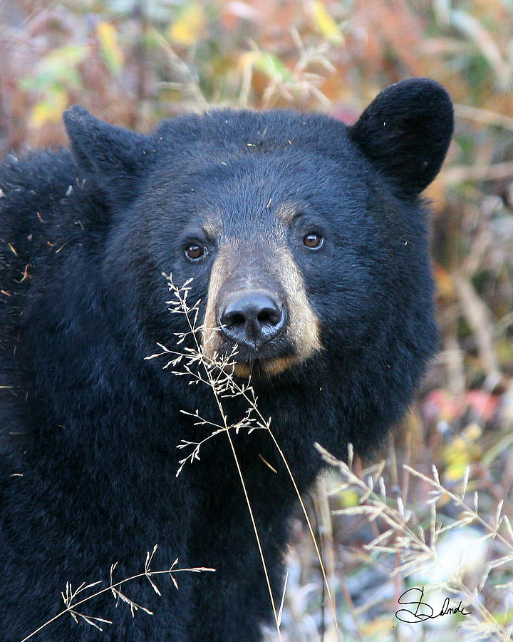Fall Photograph - Black Bear by Sarah  Lalonde