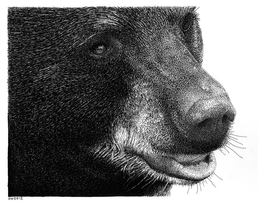 Black Bear Drawing by Scott Woyak