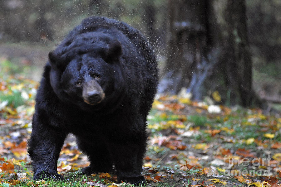 Black bear shaking water off Photograph by Dan Friend