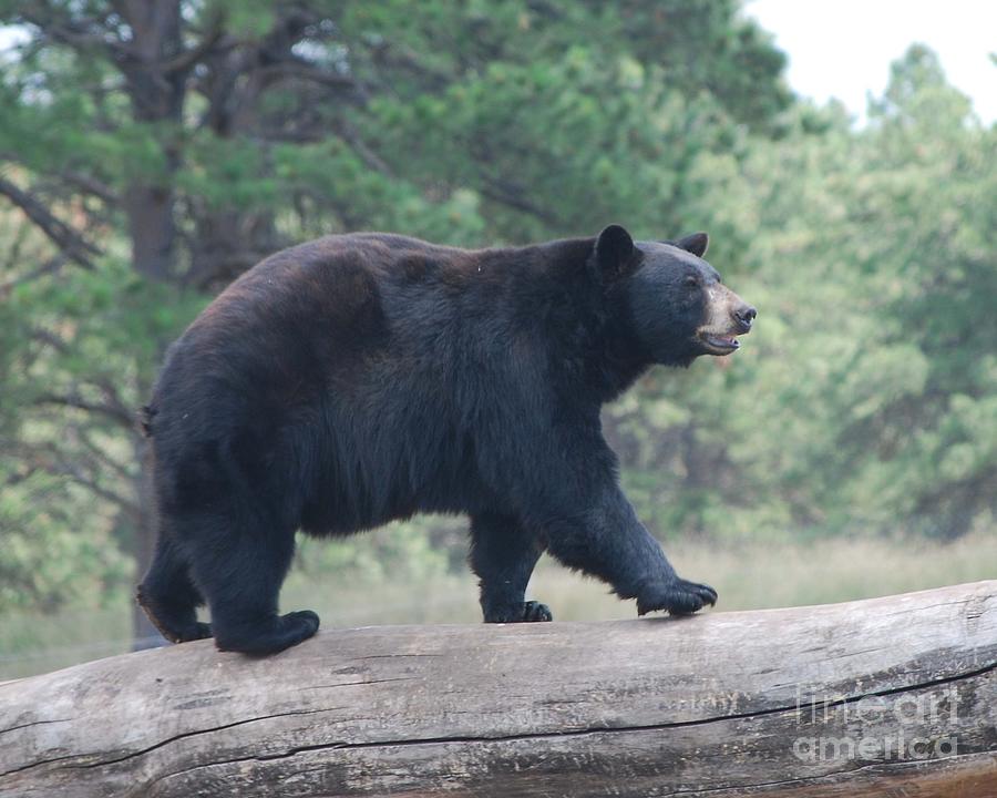 Black Bear Photograph by Sharon Molinaro