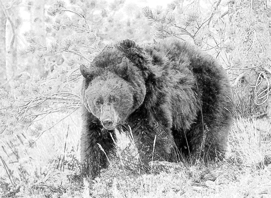 Black Bear Sketch Photograph by Wade Aiken