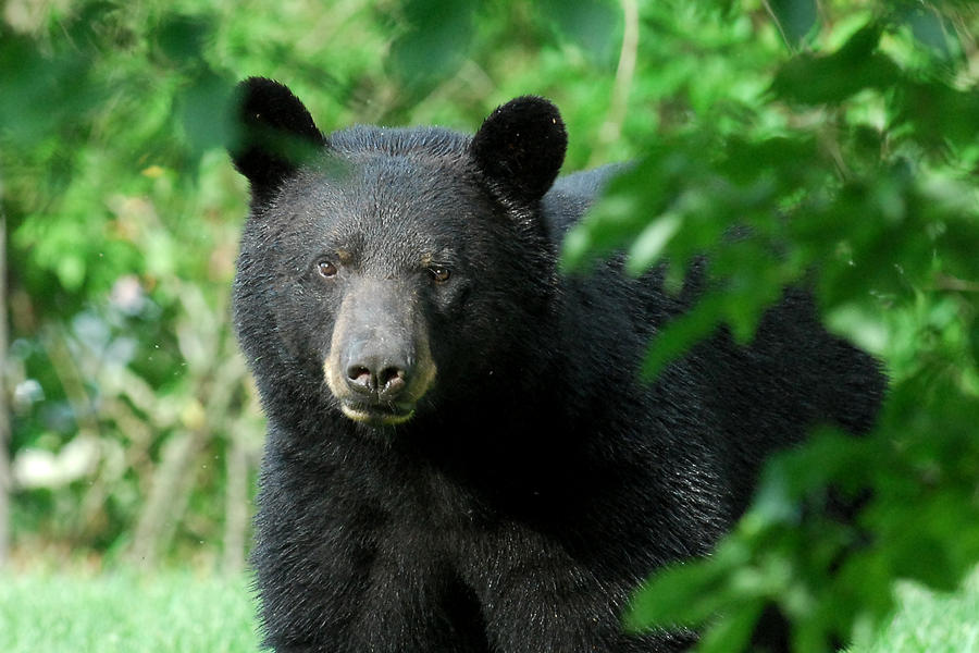 Black Bear Stare by Alan Lenk