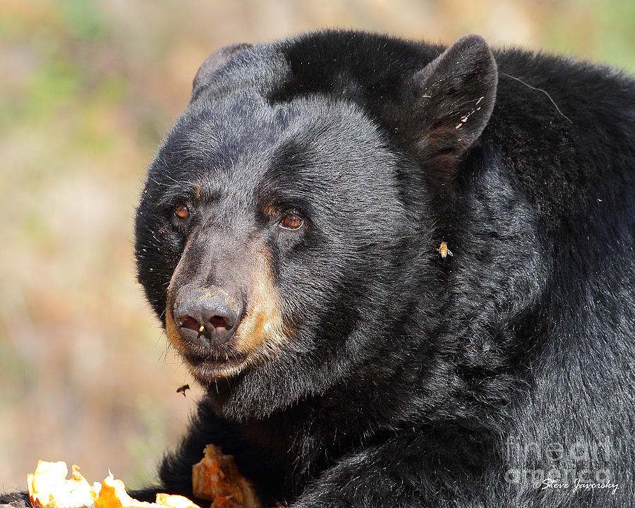 Black Bear Photograph by Steve Javorsky