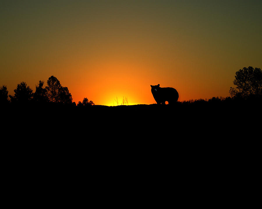Black Bear Sunset Digital Art by TnBackroadsPhotos 