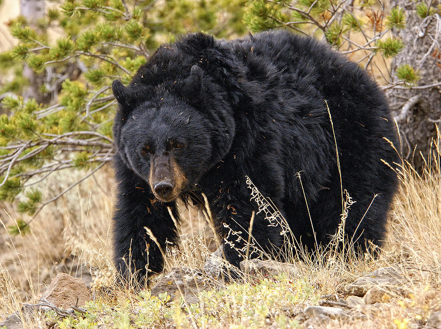 Black Bear Photograph by Wade Aiken