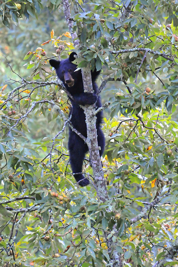 Black Bear with Nut in Hickory Tree Photograph by Alan Lenk