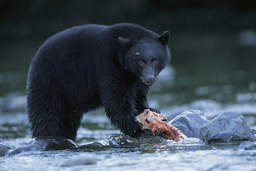 Black Bear With Salmon Carcass Photograph by Joel Sartore