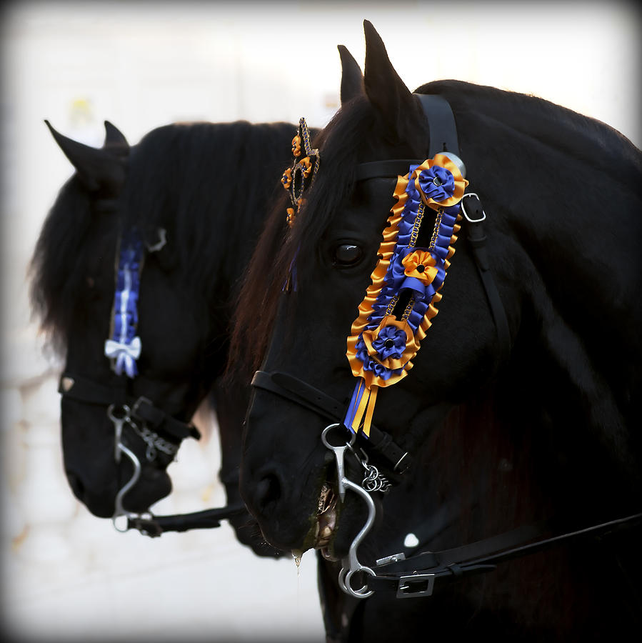 black beauties - Two black Menorca race horses dressed with the traditional fiesta color laces Photograph by Pedro Cardona Llambias