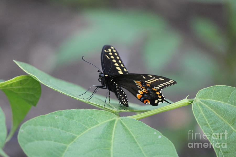 Butterfly Photograph - Black Beauty by Scenesational Photos Butterfly Photograph - Black Beauty by Scenesational Photos