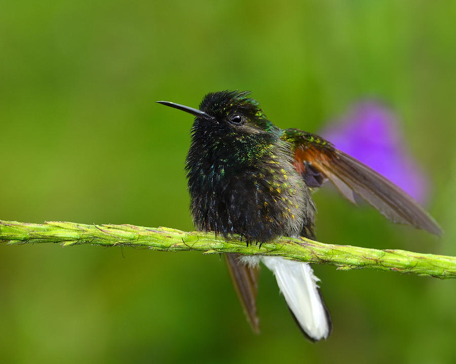 Black-bellied Hummingbird Photograph by Tony Beck