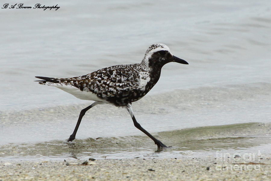 Black Bellied Plover Photograph by Barbara Bowen