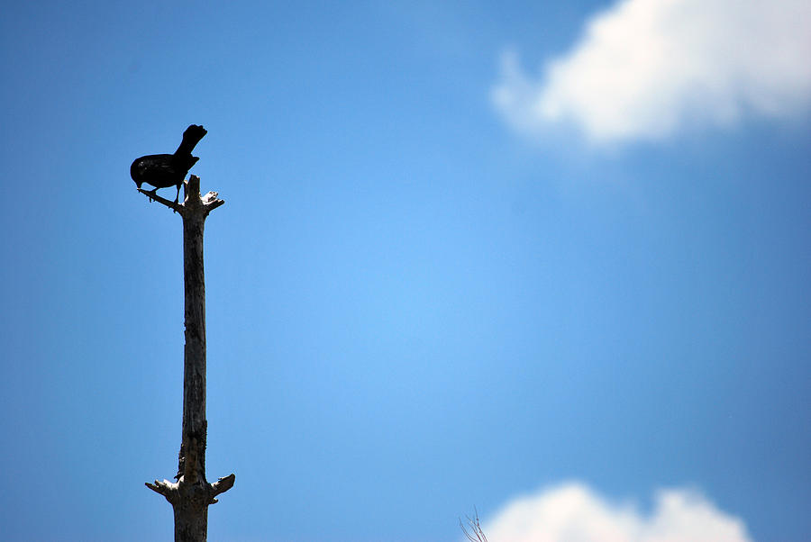Black Bird Photograph by Amee Cave