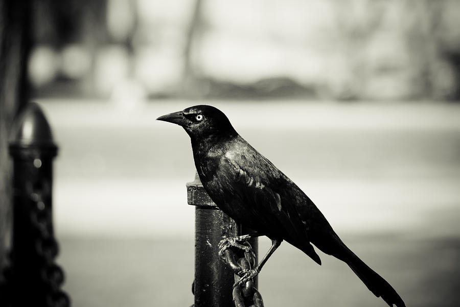 Black Bird Photograph by Bryant Luchs - Fine Art America