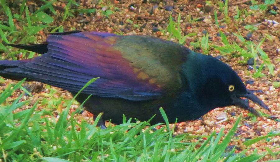 Black Bird Eats Photograph by Vijay Sharon Govender
