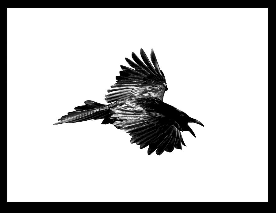 Black And White Photograph - Black Bird Number 1 by Scott Brown