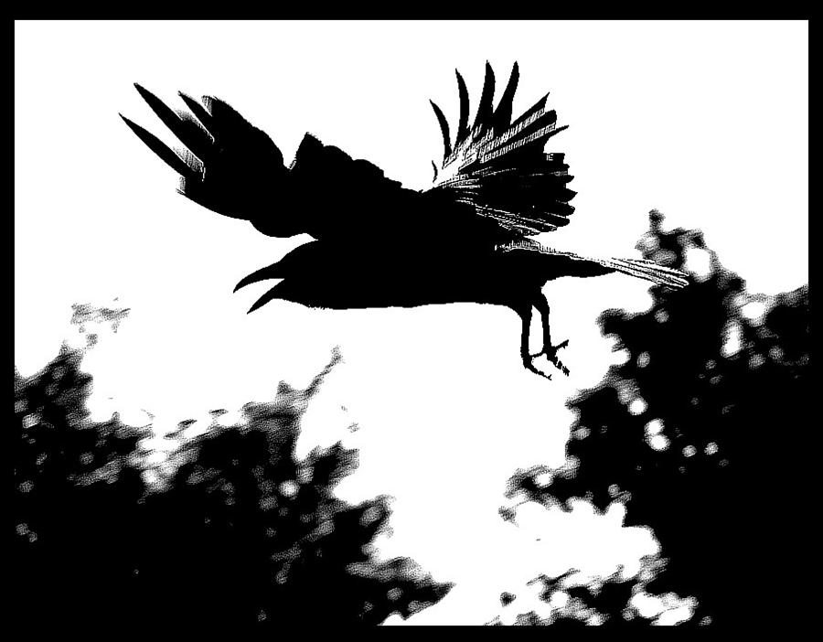 Black And White Photograph - Black Bird Number 2 by Scott Brown