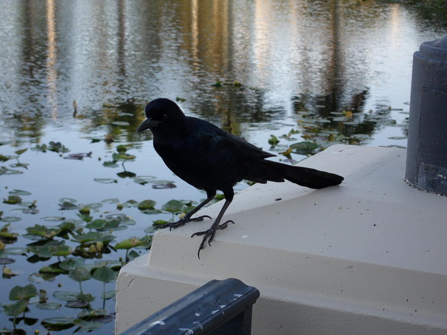 Black Bird Photograph by Val Oconnor